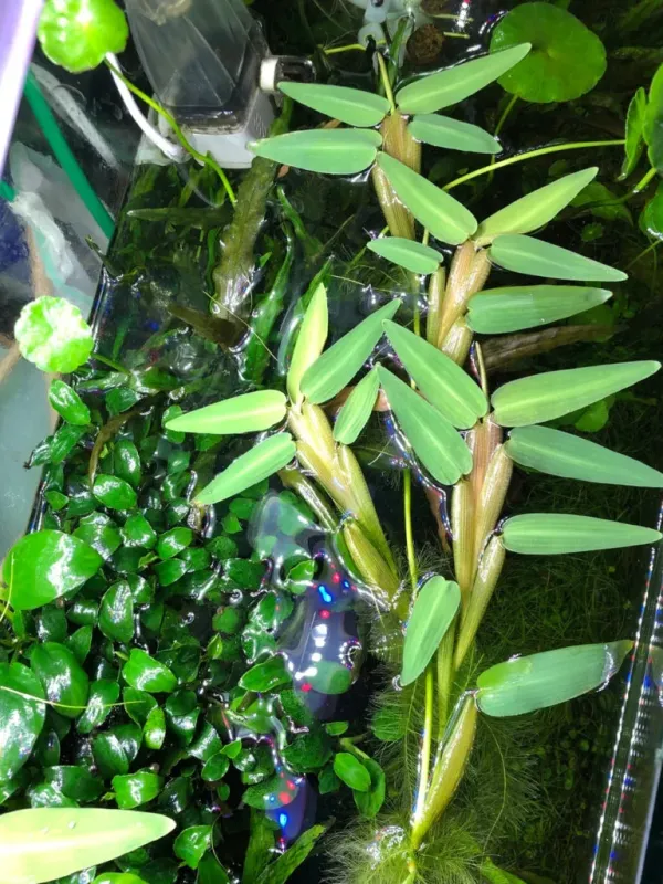 Hygrophila aristata