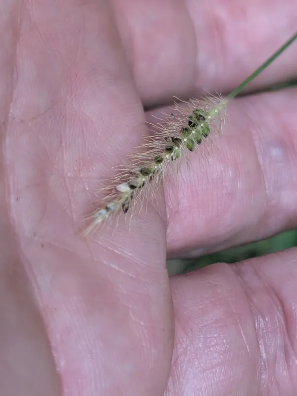 Knotroot foxtail