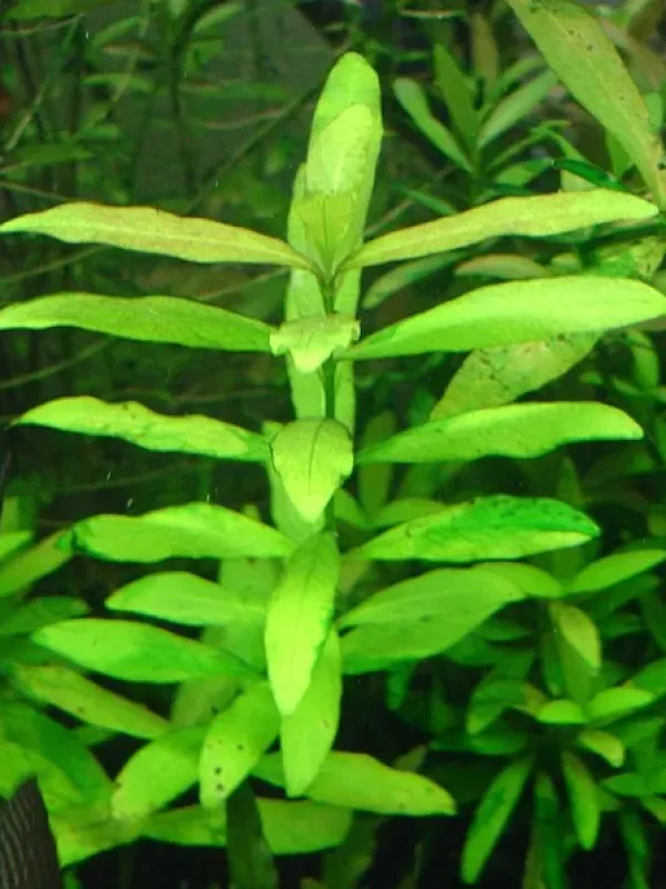 Hygrophila micrantha