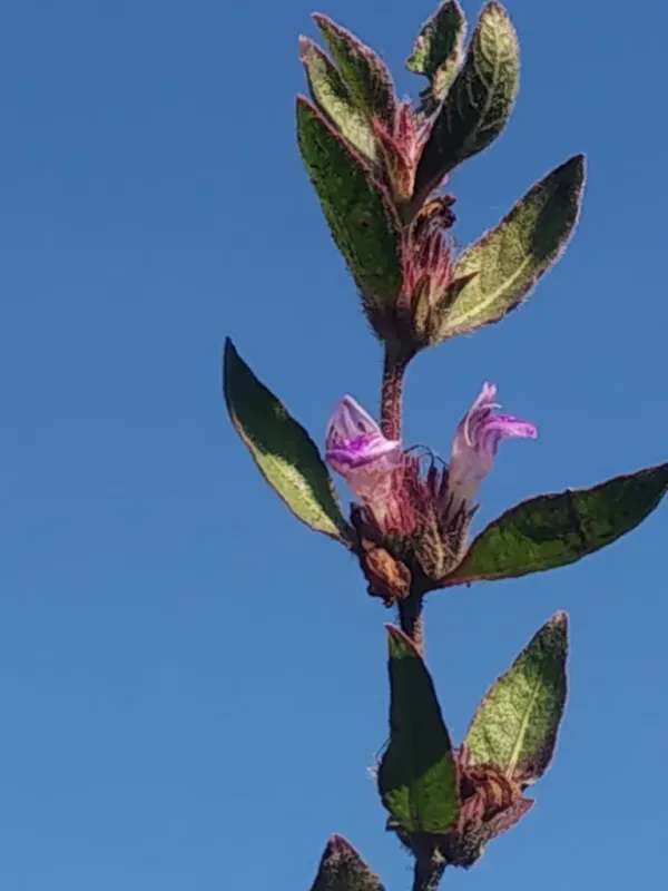 Hygrophila phlomoides
