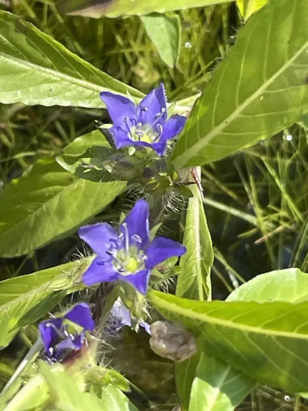 Hydrolea quadrivalvis