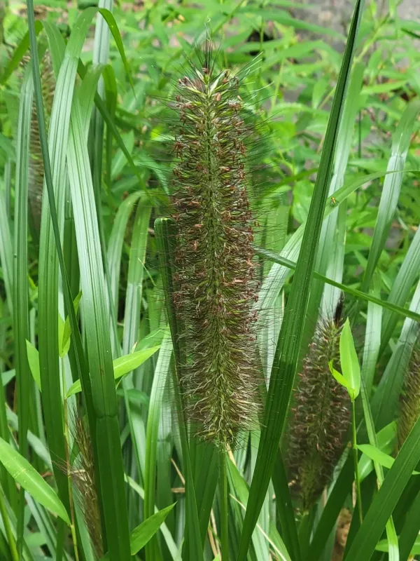 Chinese fountain grass