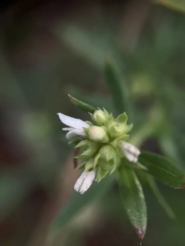 Oldenlandia umbellata