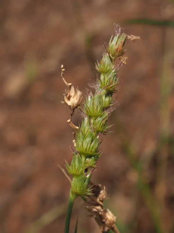 Cenchrus setigerus