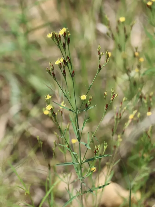 Canadian St. John's wort