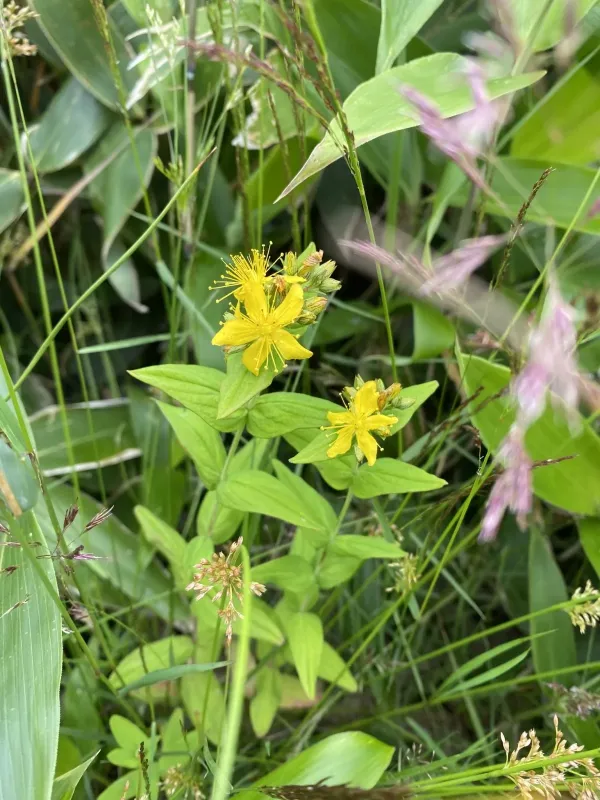 Erect St. John's wort