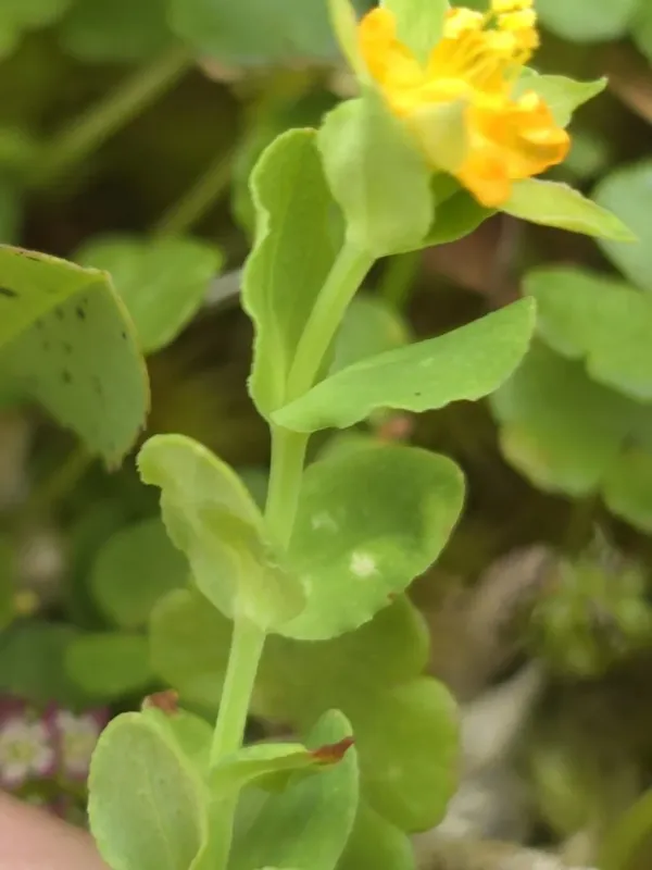 Hypericum laxum