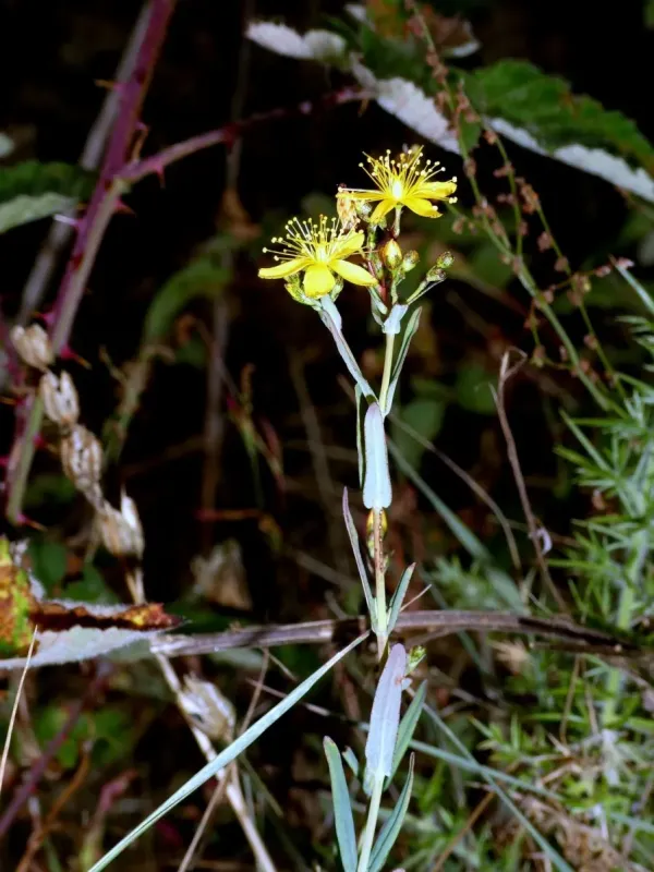 Flax-leaved St. John's-wort