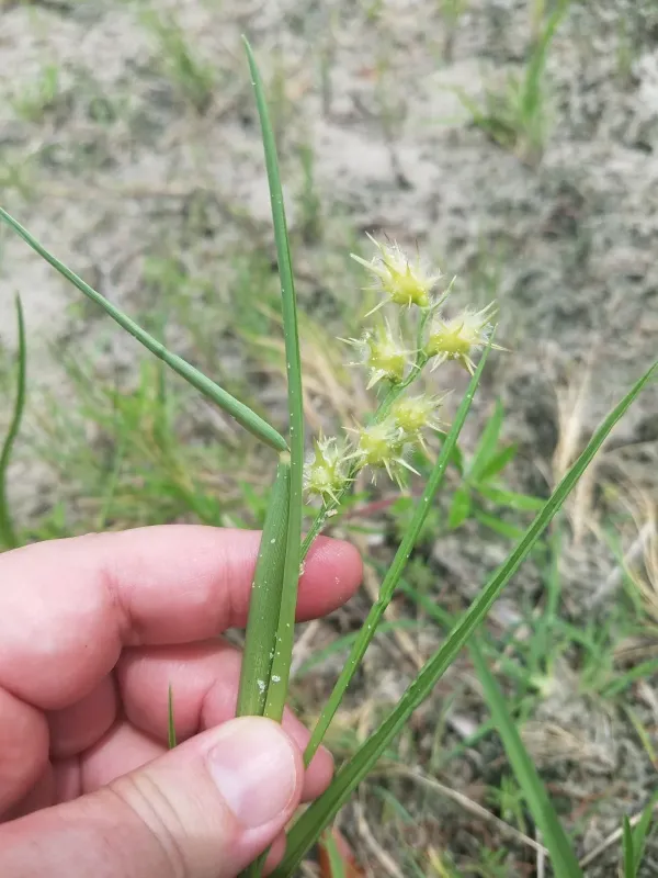 Dune sandbur