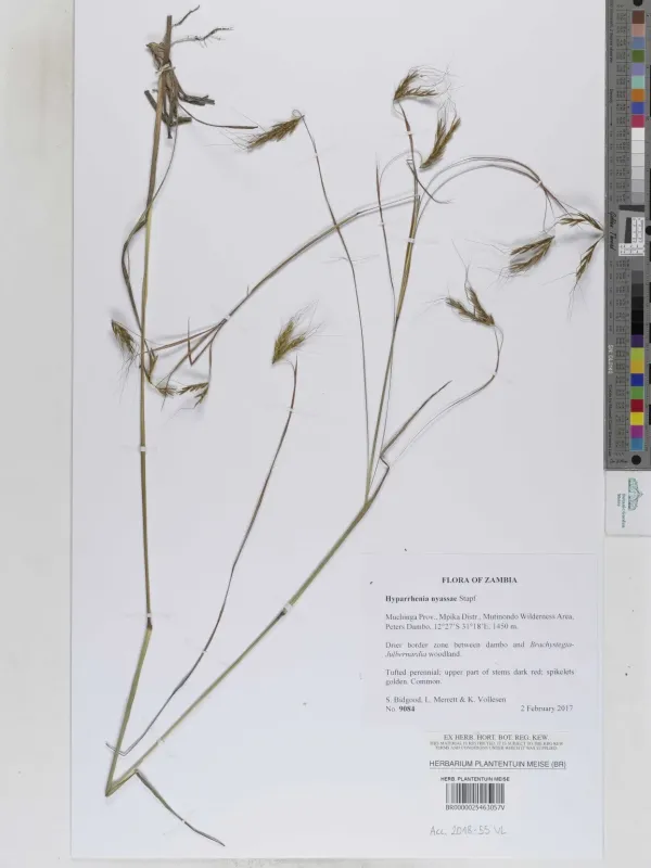 Hyparrhenia nyassae