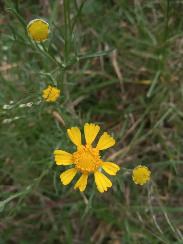 Hymenoxys tweediei