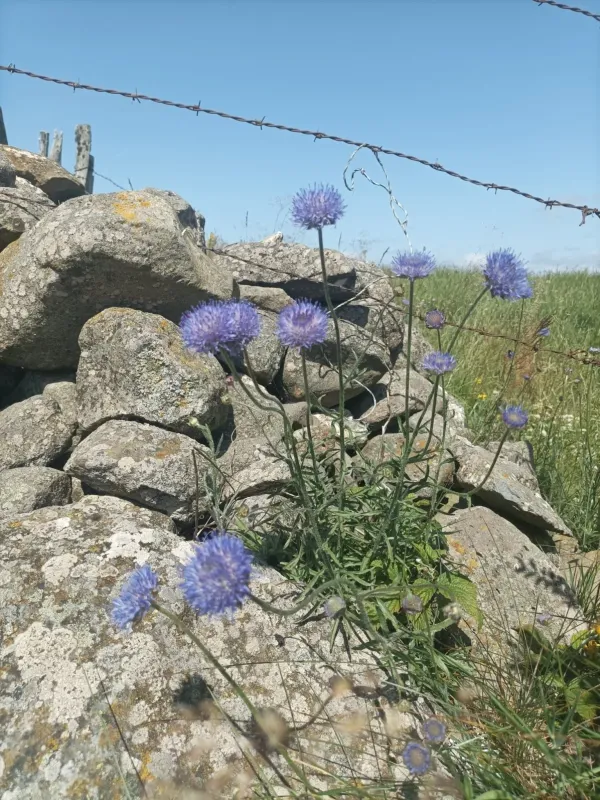 Букашник гладенький
