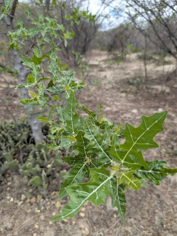 Ятрофа филлаканта