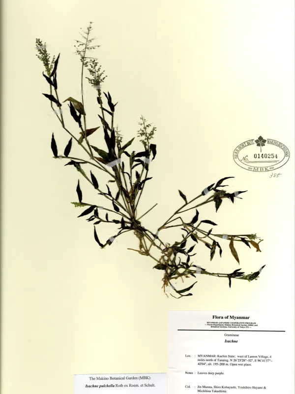 Isachne pulchella