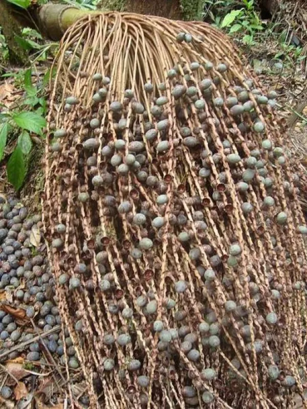 Jessenia polycarpa