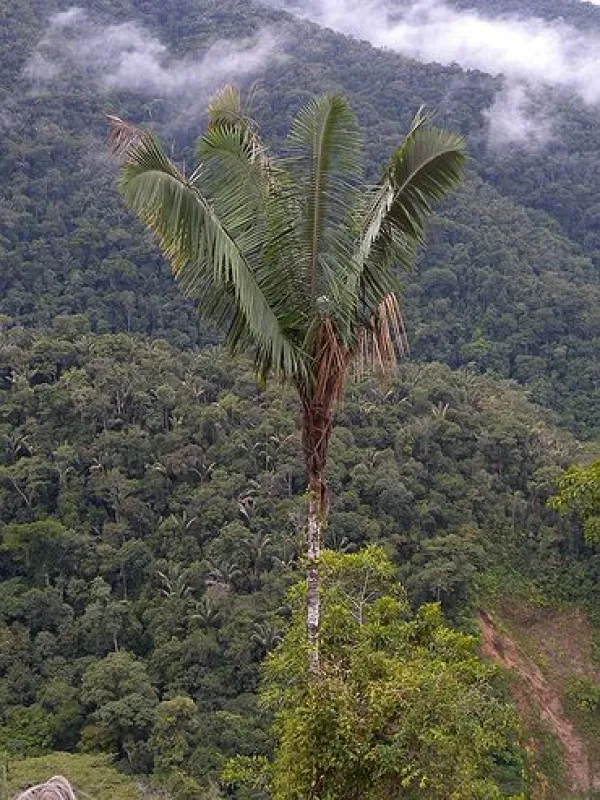 Jessenia repanda