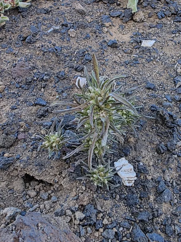 Ifloga spicata