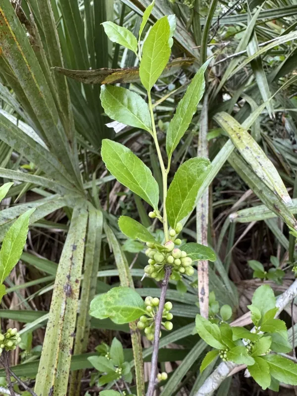 Sand holly