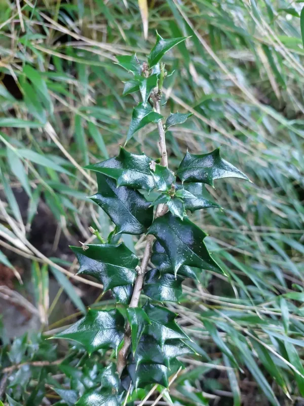 Ciliospinosa holly