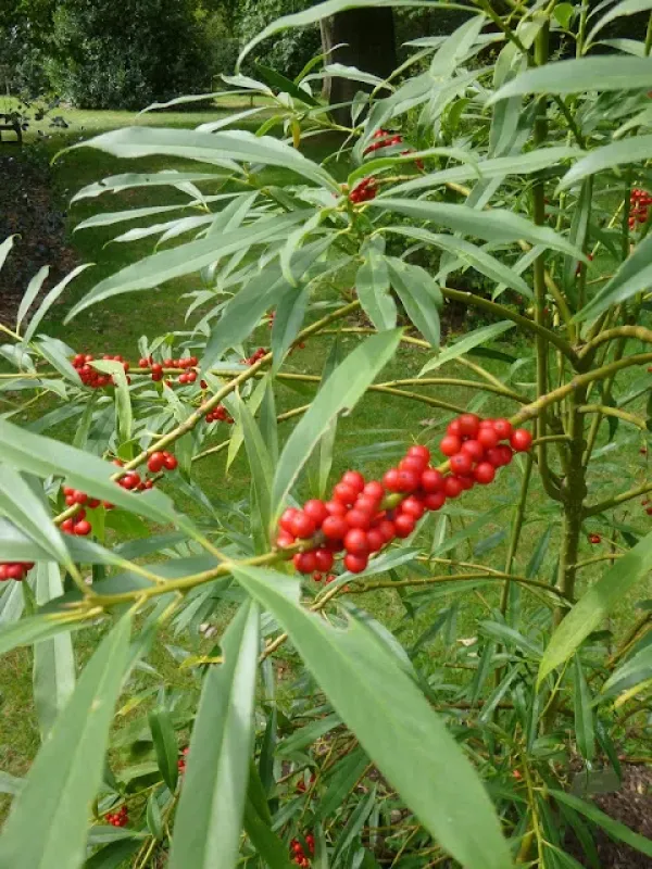 Farges holly