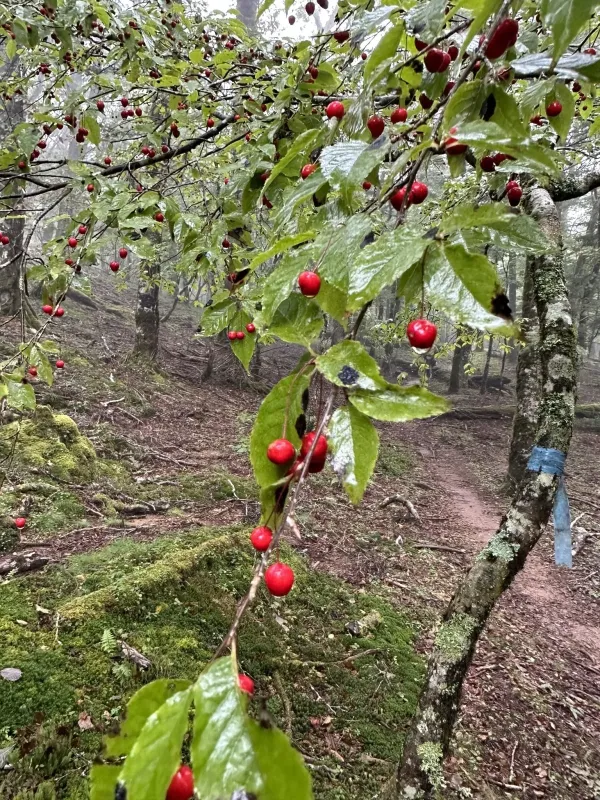 Падуб коленчатый