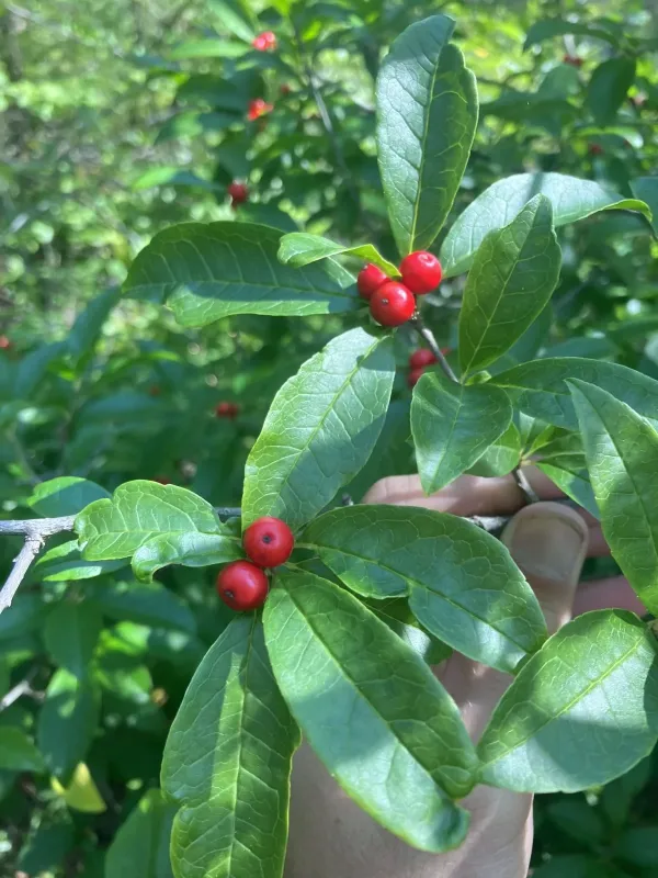 Smooth winterberry