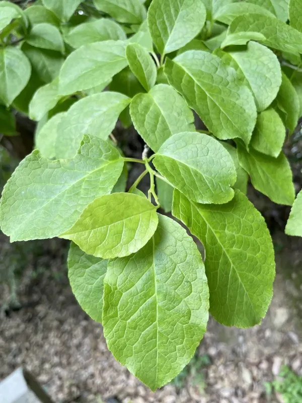 Long-stalk holly