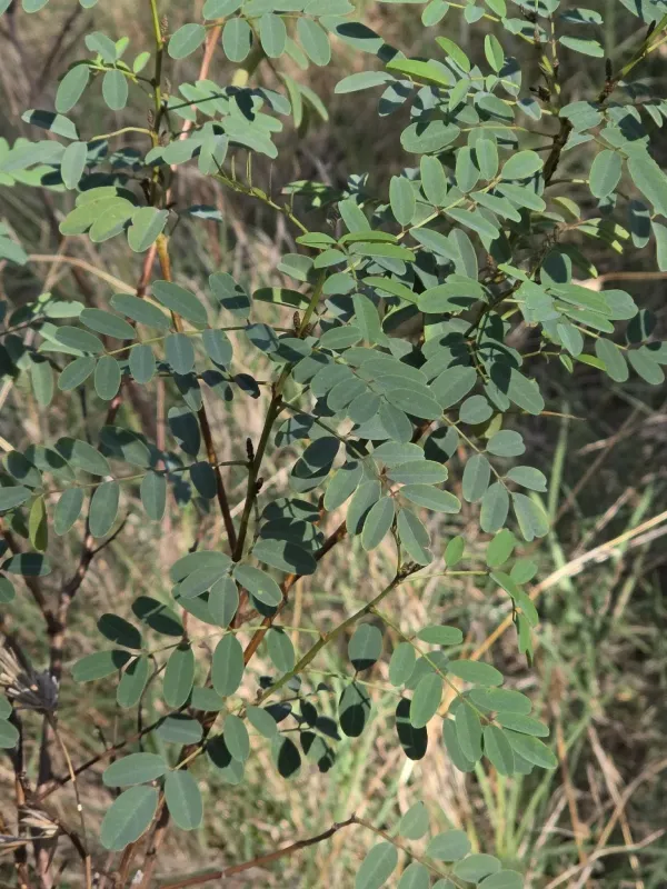 Australian Indigo