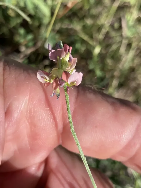Indigofera costata