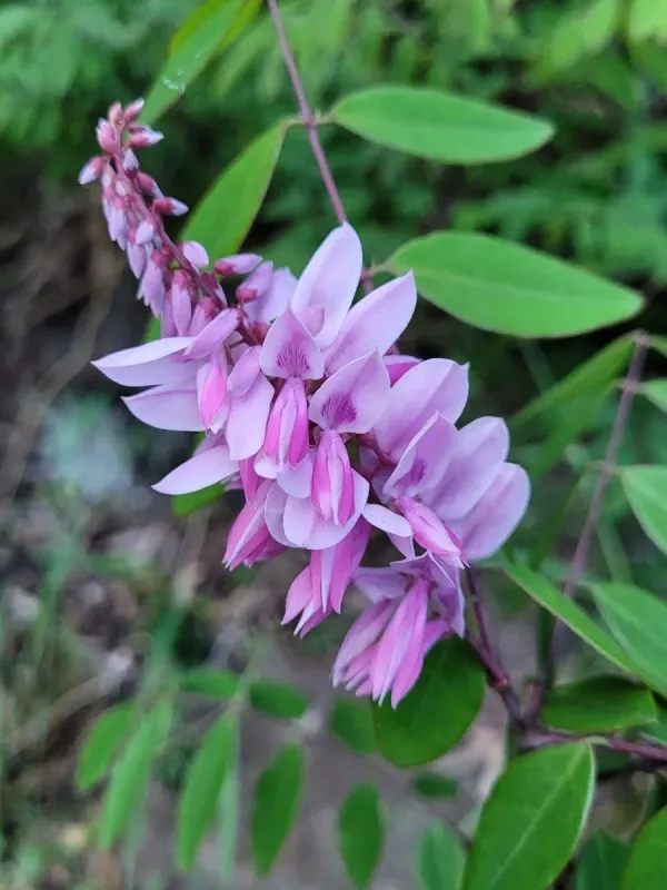 Indigofera incarnata