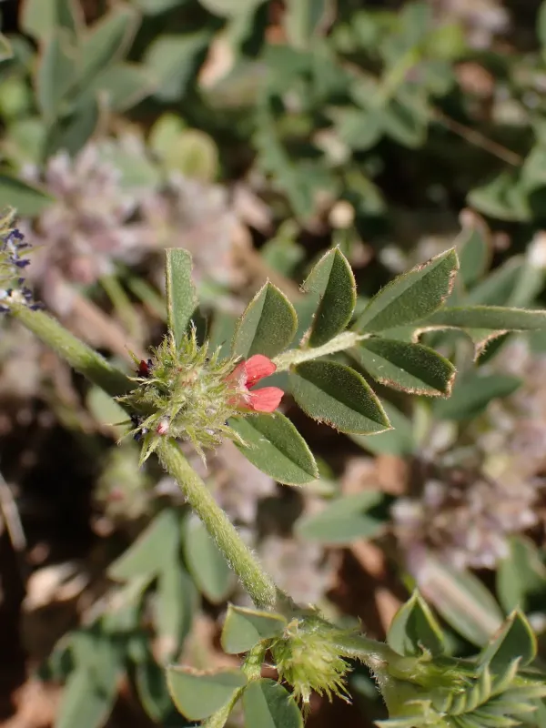 Indigofera linnaei