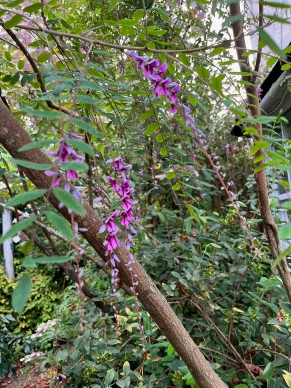 Indigofera fortunei