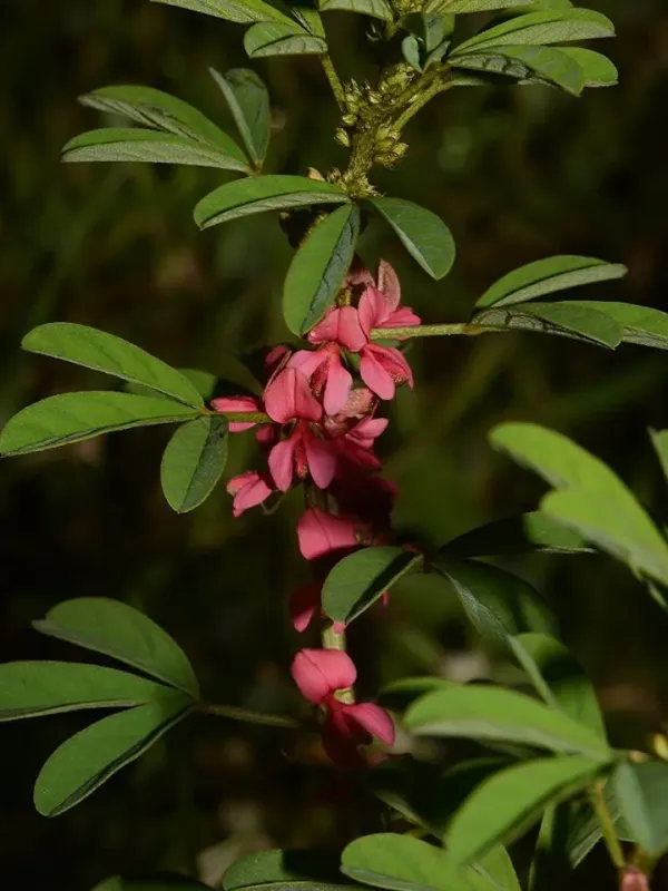 Indigofera glandulosa