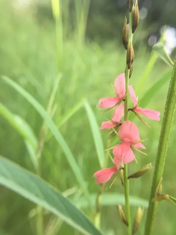 Indigofera leprieurii