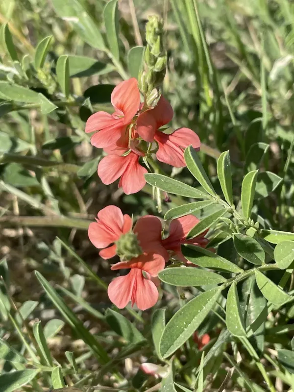 Indigofera miniata