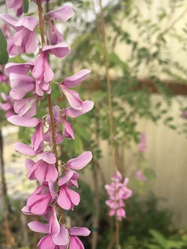 Indigofera pendula