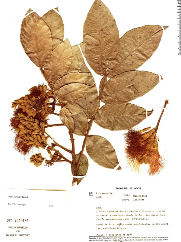 Inga insignis