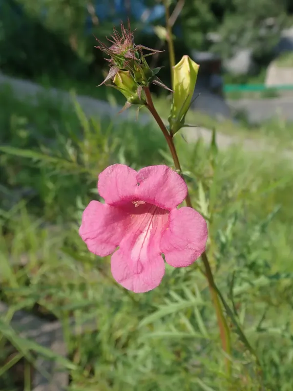 Incarvillea sinensis