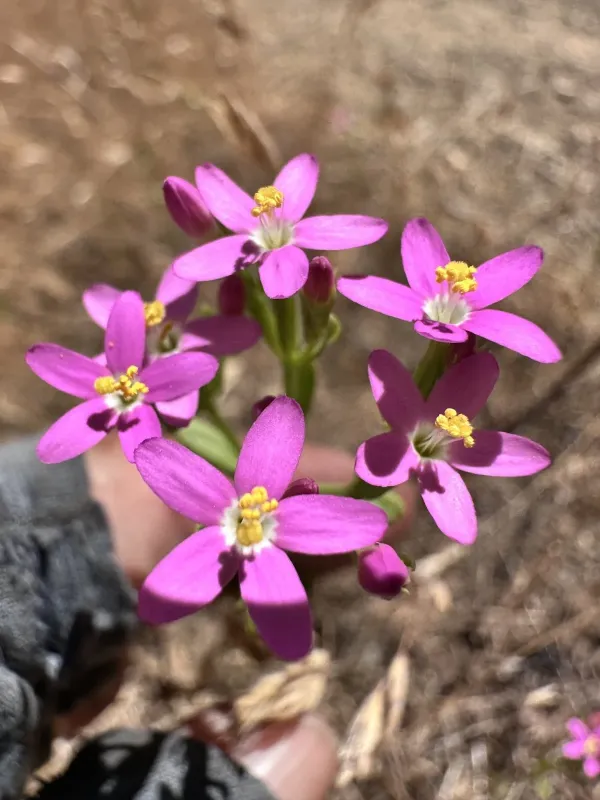 Centaurium tenuiflorum