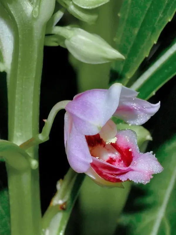 Impatiens angustifolia