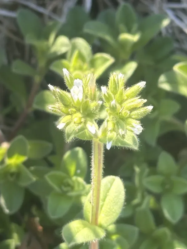 Mouse-ear chickweed