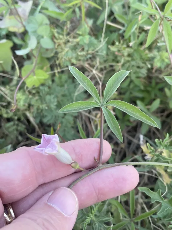 Ipomoea heptaphylla
