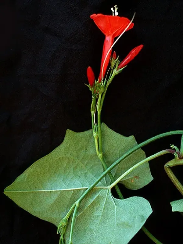Ipomoea heterophylla