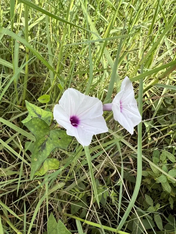 Arrowleaf morning glory