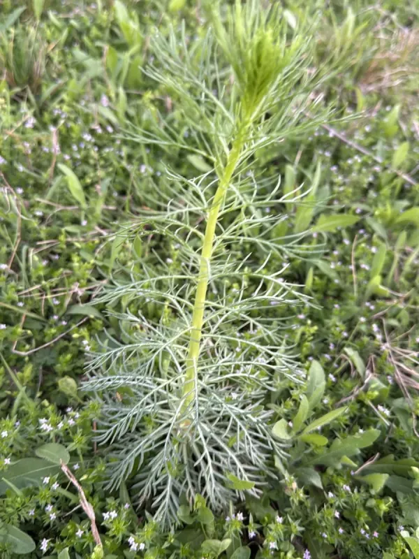 Standing cypress