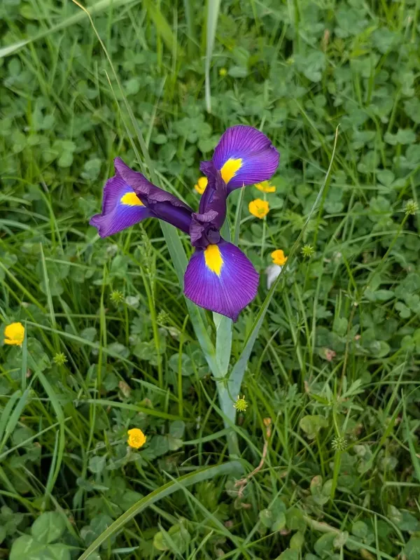 Dutch iris