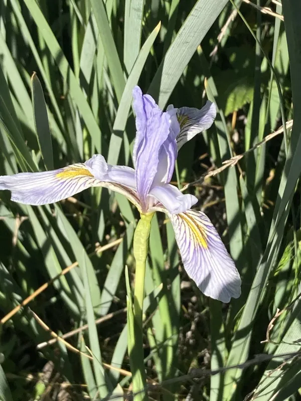 Missouri iris