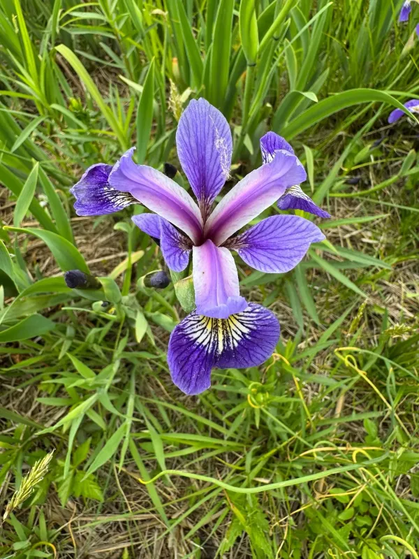 Blue flag iris