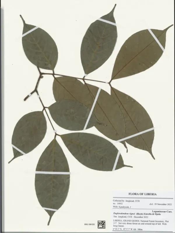 Englerodendron vignei