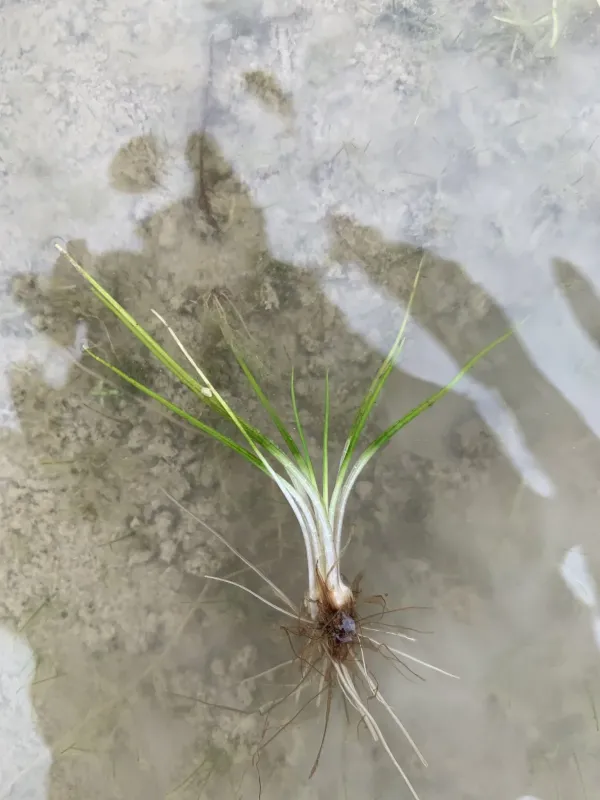 Spiny-spored quillwort